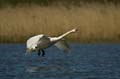 025 Höckerschwan im Flug (Cygnus olor)